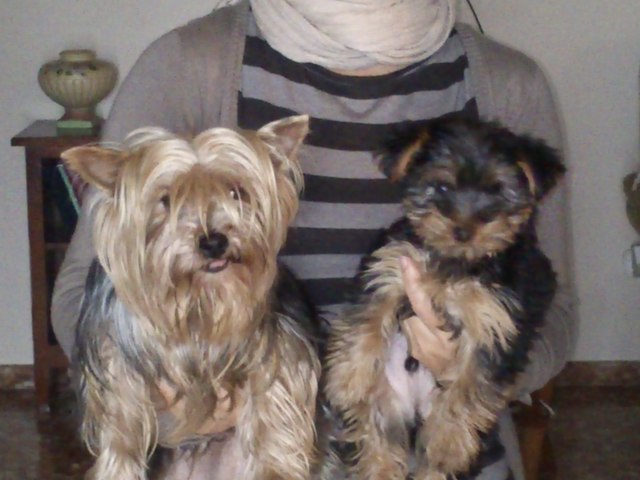 Adoptamos a mi perra