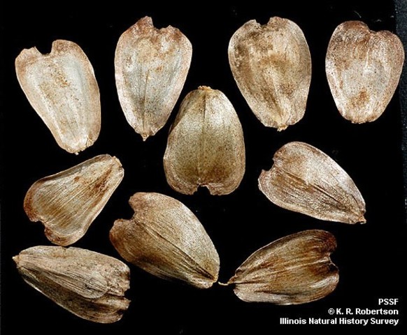 Invención Diuka de Surinam preservativo femenino.