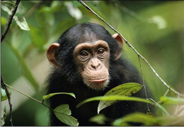 Chimp gives hunter SIV