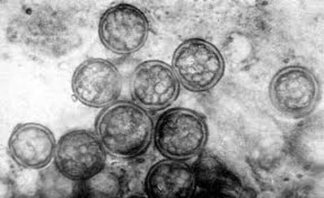 Cells Basic Unit Of Life