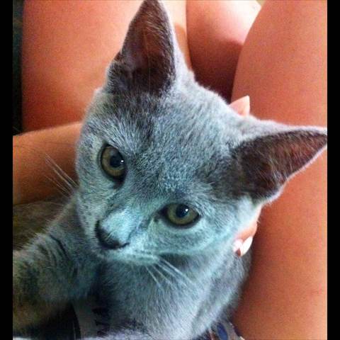 La llegada de un miembro más en la familia