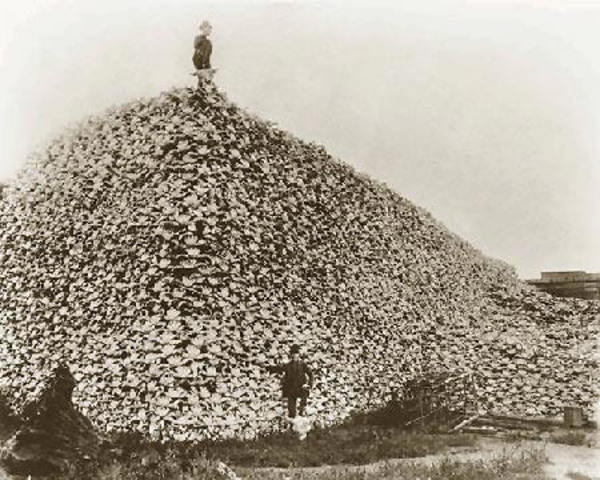 Buffalo Skulls