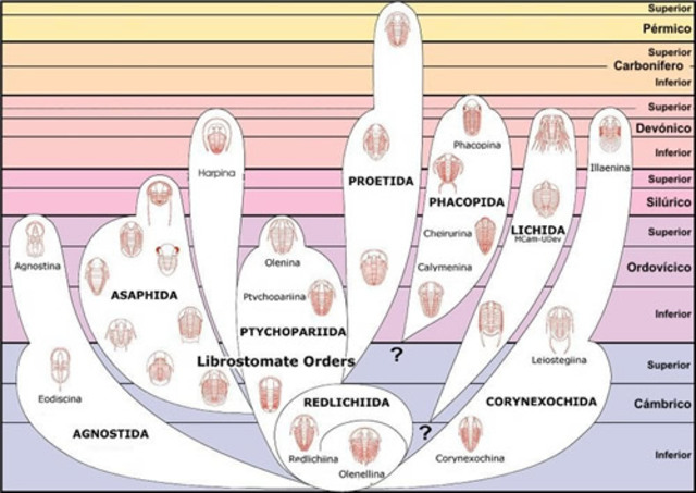 Clase: La Evolución Biológica según el Registro Fósil- Tendencias Evolutivas