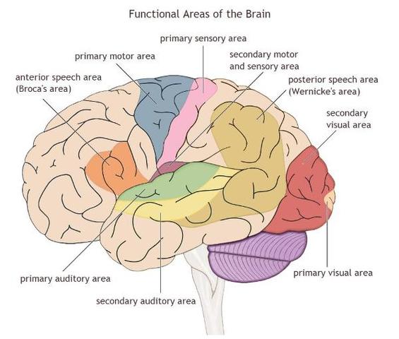Infancy- Auditory/Visual Cortex Growth Spurts (Physical)