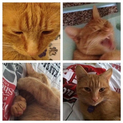 I get my cat Waffles