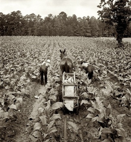 Tobacco farms