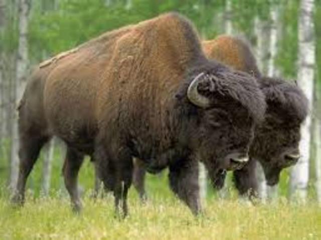 31,000,000 Buffalo