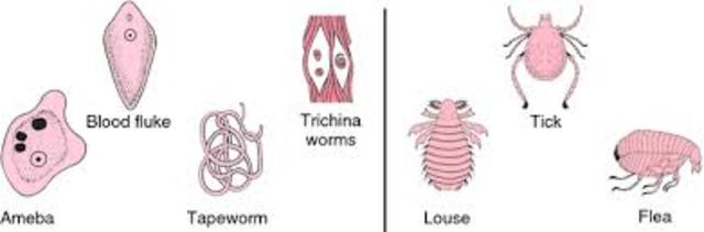 Discovery of Avermectins