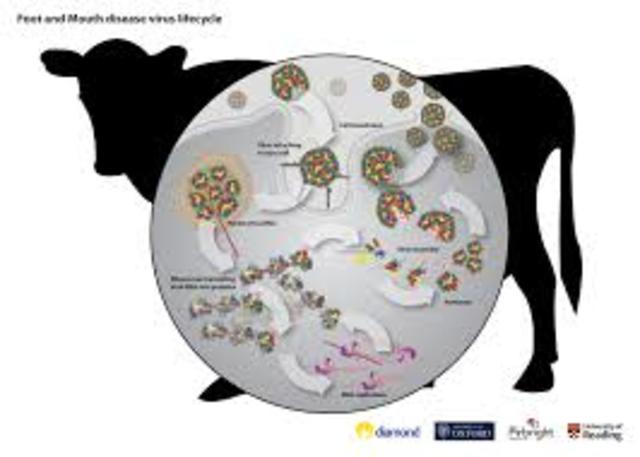 Foot and Mouth Disease.