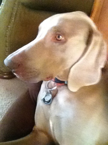 I got a new puppy named Hudson.