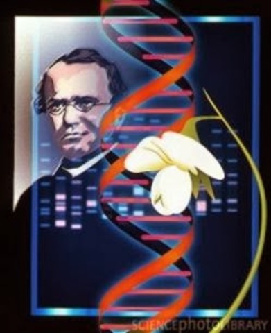 Reglas de la Herencia. Gregor Mendel