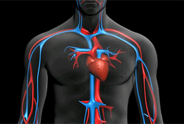 Circulación sanguínea