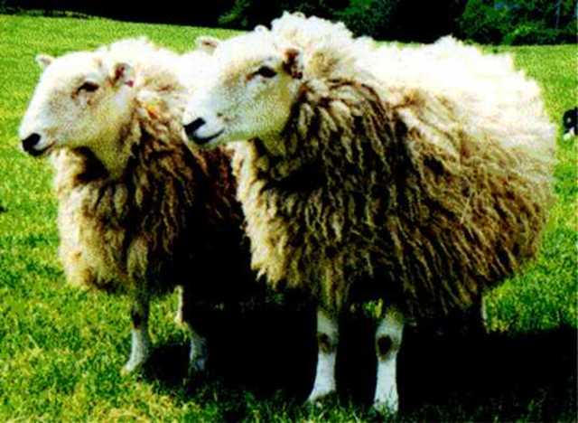 Clonación de la oveja Dolly