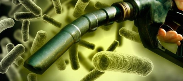 Bacteria que fabrica diesel a partir de luz solar, agua y dióxido de carbono.