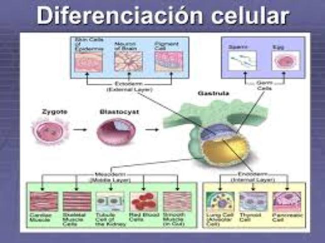 Diferenciación celular