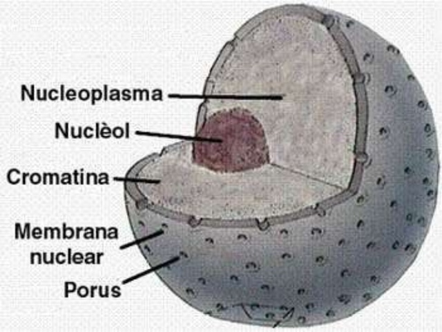 Nucleo celular
