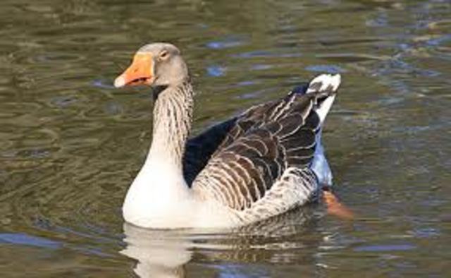 Chris's hunting is poor