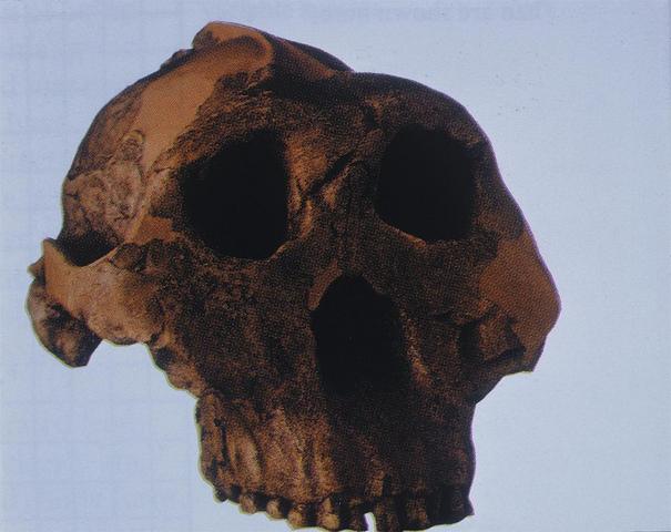 Very Old Human Skull