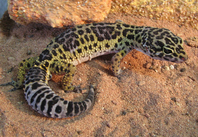 Gecko