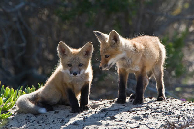 Elias entdeckt seine Stimme