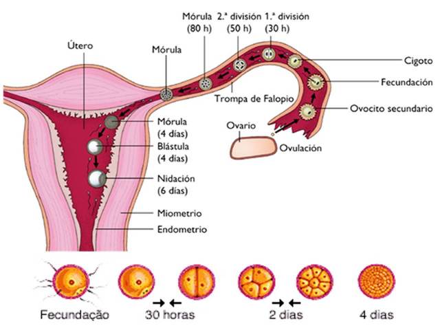 1°semana de embarazo