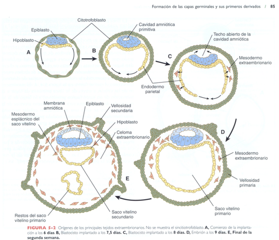 2°semana de embarazo(periodo embrionario)