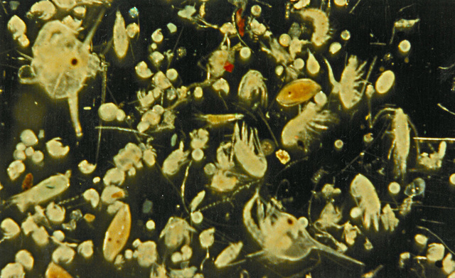 Invasive Species in tanker ballast water