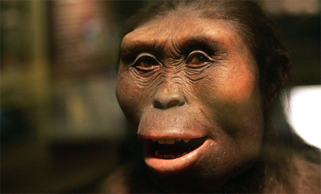Lucy. Australopithecus afarensis