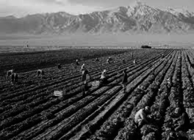 Plantations start to appear