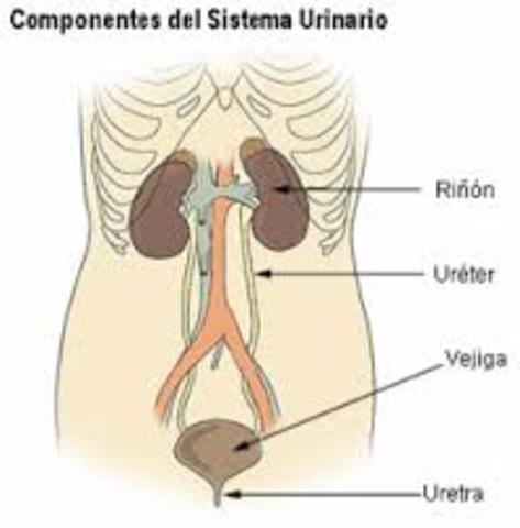 Sistema Urinario