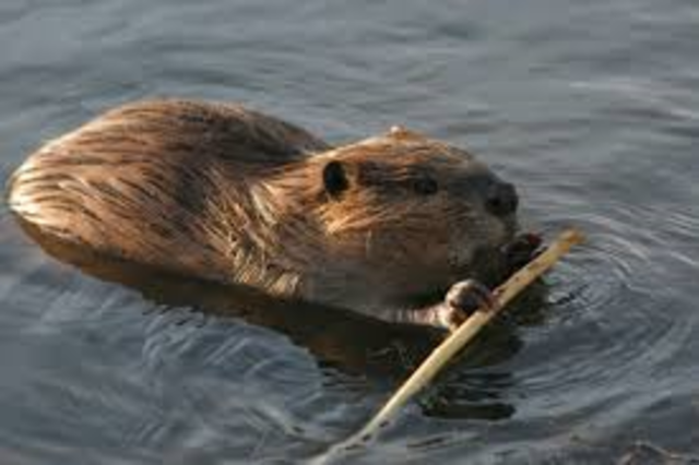 beaver crisis