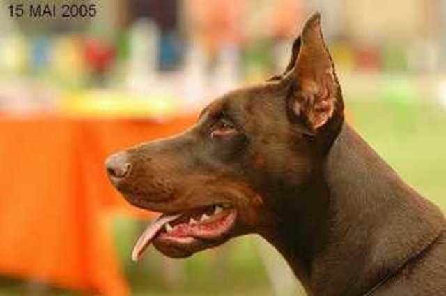 Ataque de mi mascota.