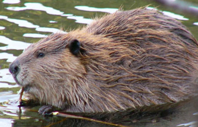 Beaver Crisis