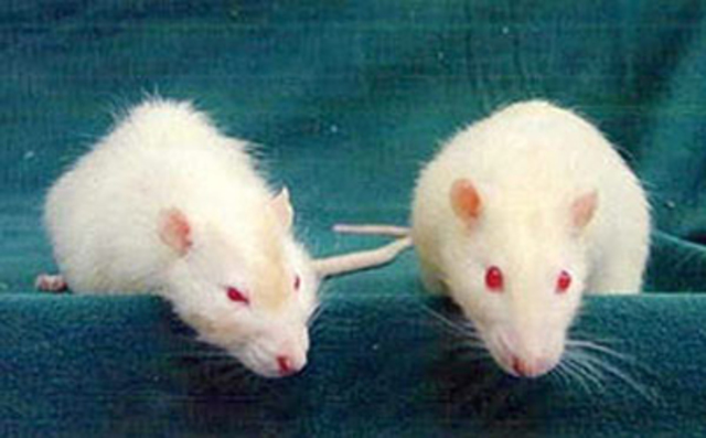 la souris de laboratoire