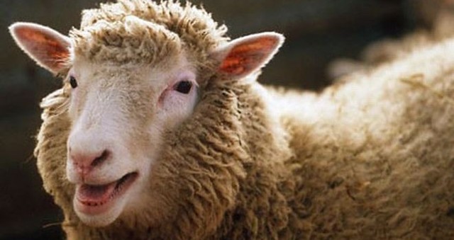 Premier mammifère cloné