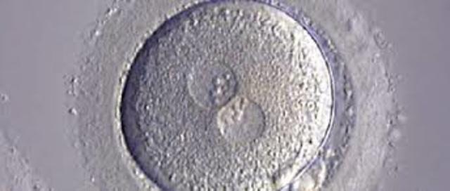 Cigoto. Dentro de las primeras 24 hrs.