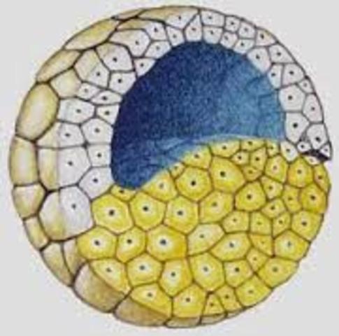 Blastulación. Día 7.