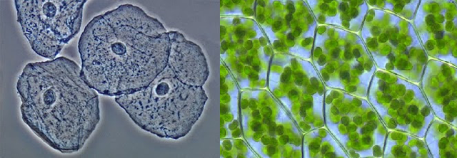 Hace 1000 millones de años.