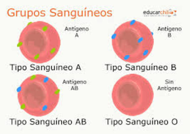 Los grupos sanguíneos