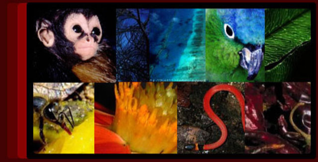 Tratado Internacional sobre la Biodiversidad