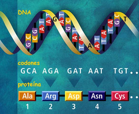 Se completa la secuenciación del genoma humano