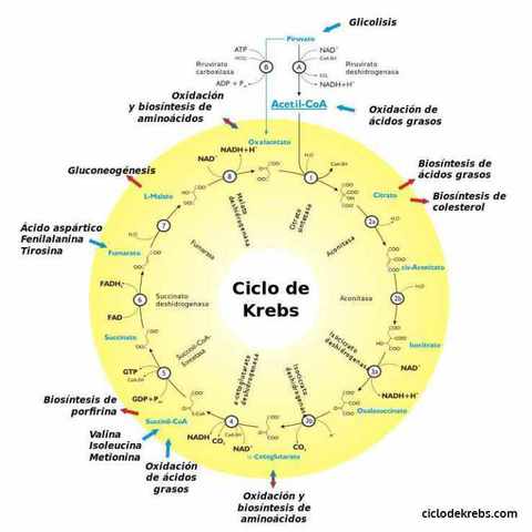 El ciclo de Krebs (1937) Biología