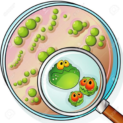 Descubrimiento de los microorganismos