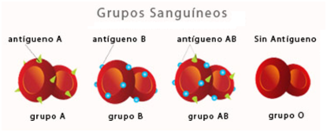 Grupos sanguíneos. Karl Landsteiner