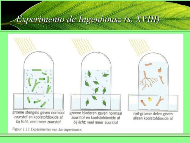FOTOSÍNTESIS (JAN INGENHOUSZ)