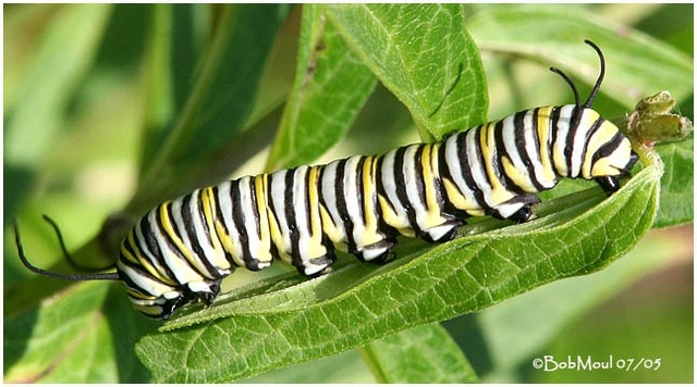 The Catepillar emerges