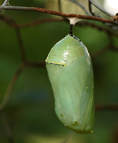 The Chrysalis