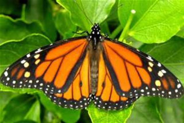 Monarch butterfly emerges