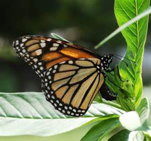 The Monarch will life 2-8 weeks and lay its own eggs before dying