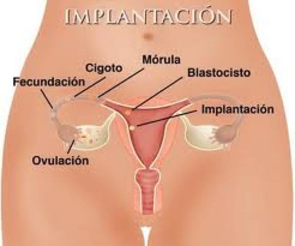 Día 5. Inicia del estado embrionario.